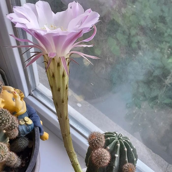 Продам кактусы цветут