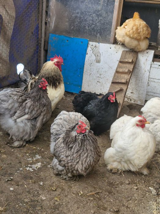 Ouă de incubat cochinchina pitic și uriaș