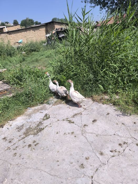 G'ozla sotiladi 1 ta erke 2 ayol Ayola tuxumda