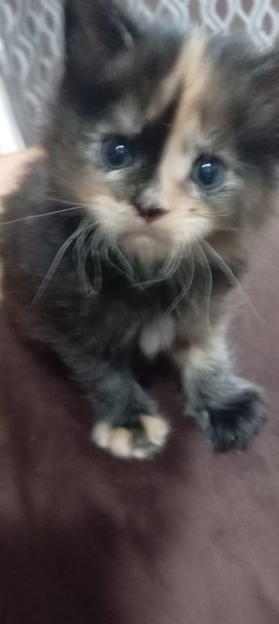 Котята Мей Куна!