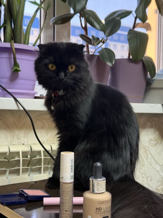 Кошка шотландская