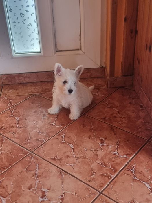 West Highland  white terrier de vânzare
