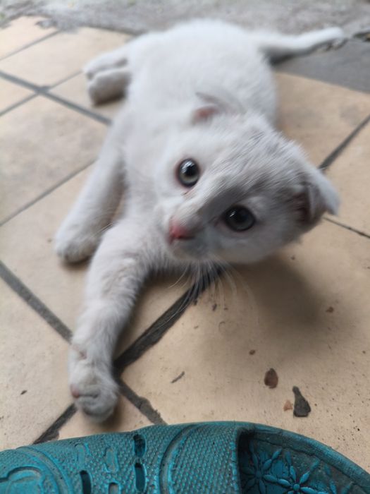Котята очень хорошие добрые игривые