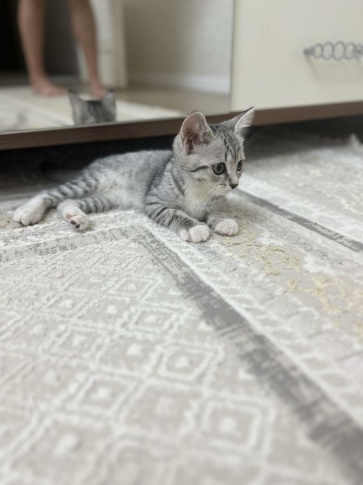 Котенок Египетская Мау