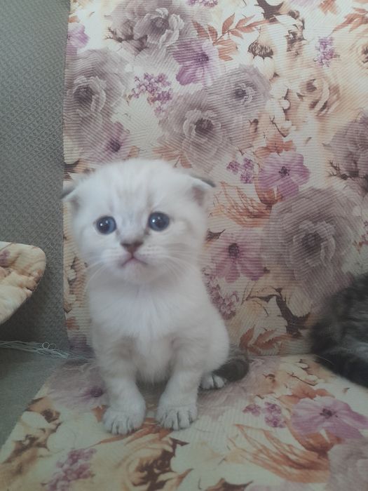 Продается котята