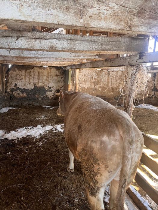 Продам быка три года