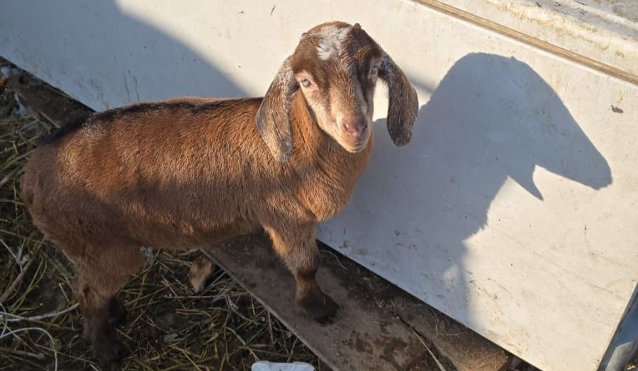 Коза дойная, коза беременная, козёл