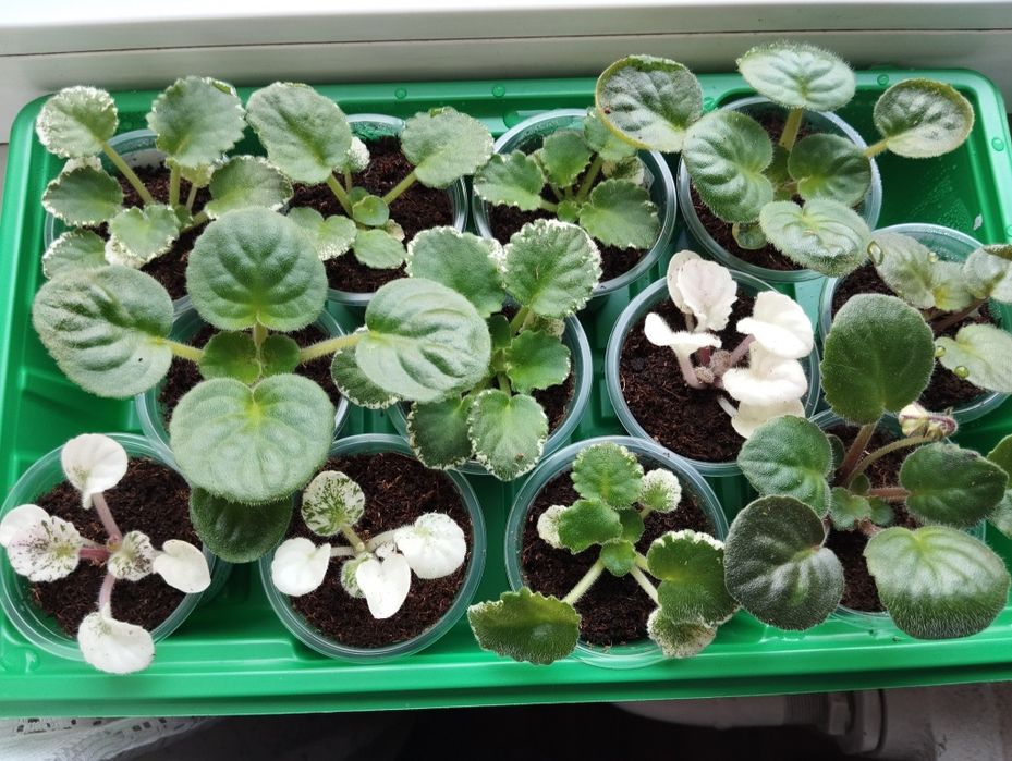 Детки сортовых фиалок