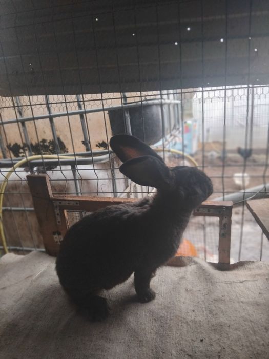 Vănd urias german gri .gri fier .cincilea tineret și mame