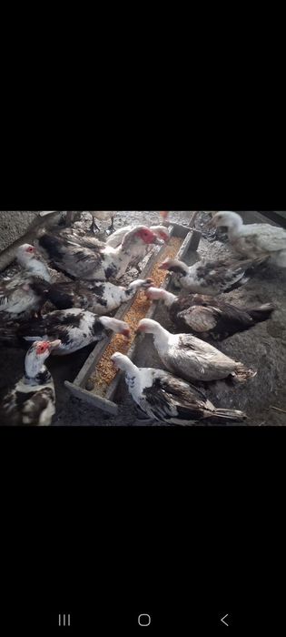Boboci  rață muta.