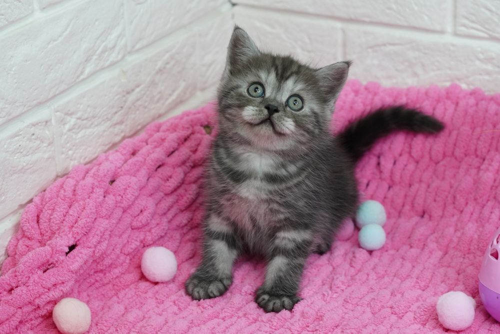 Шотландские котята
