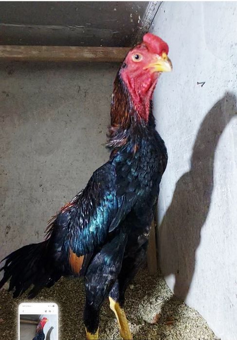 Дакан бойцовский петух