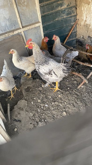 Продам куры молодых петухов