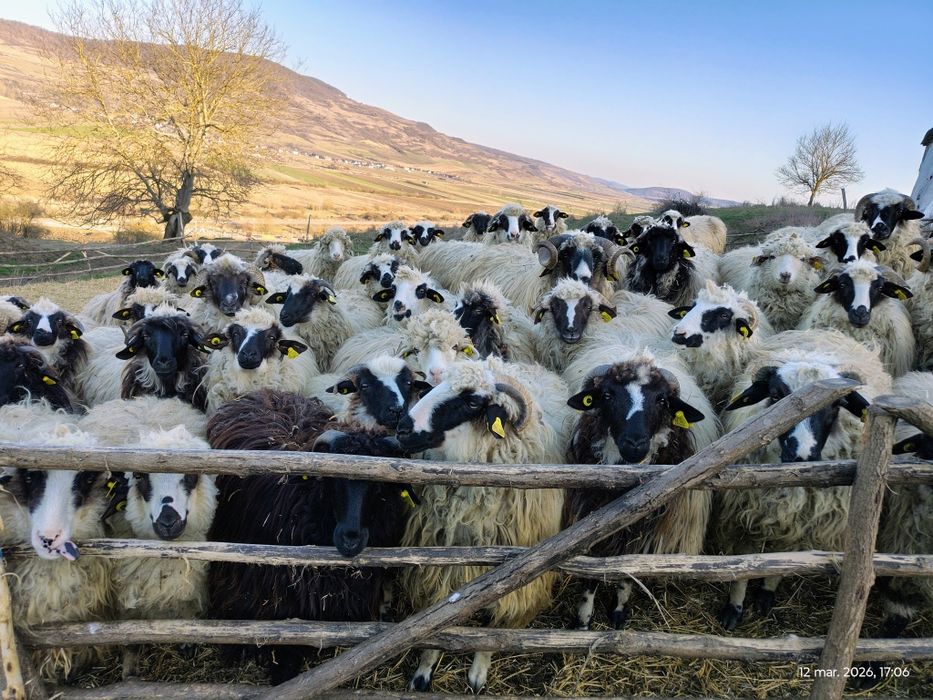 Oi , cârlani 50 bucăți