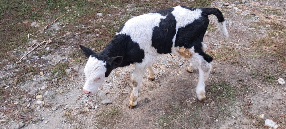 Vand vitel holstein