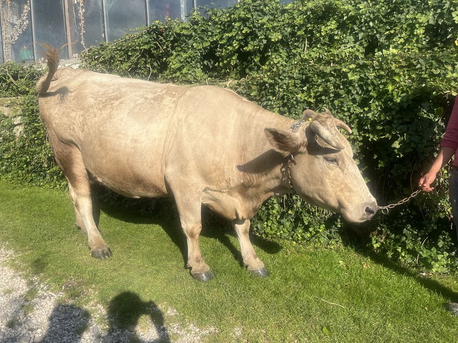 Vaca de vanzare rasă grea