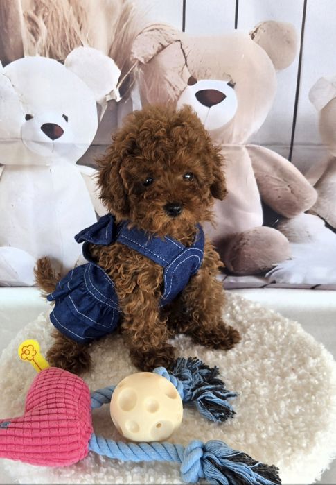 Пудел той/ пудел тийкъп с родословие