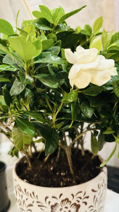 Растение Азалия