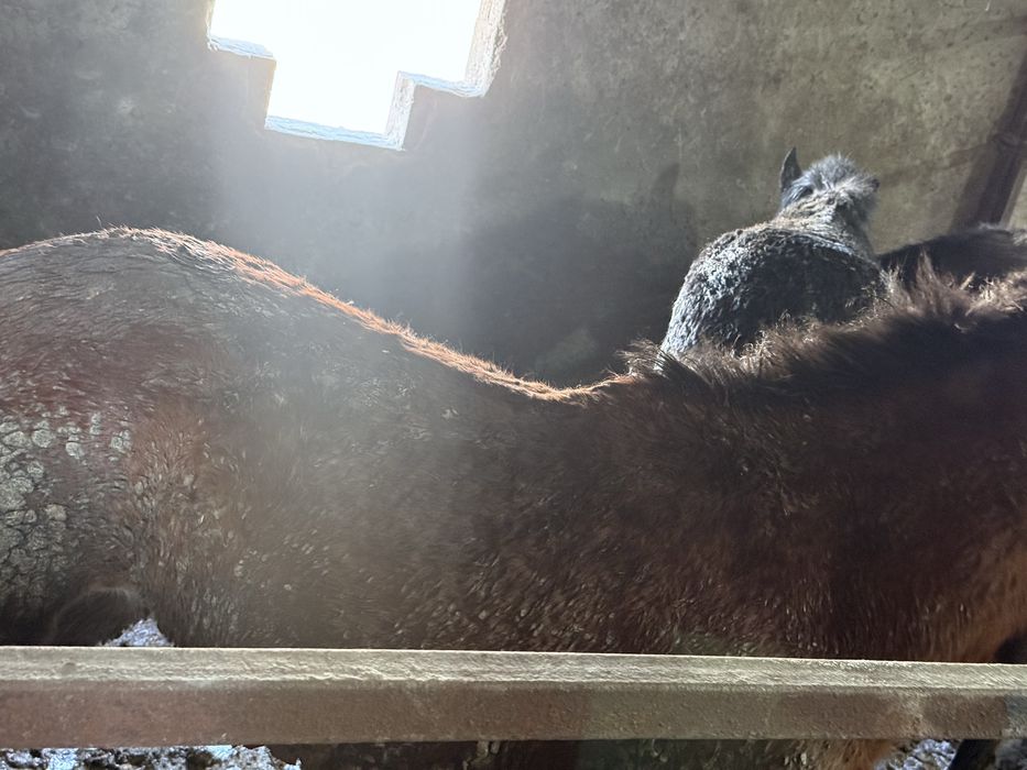 Жылкы Ас Кудалык Тамак Похрань