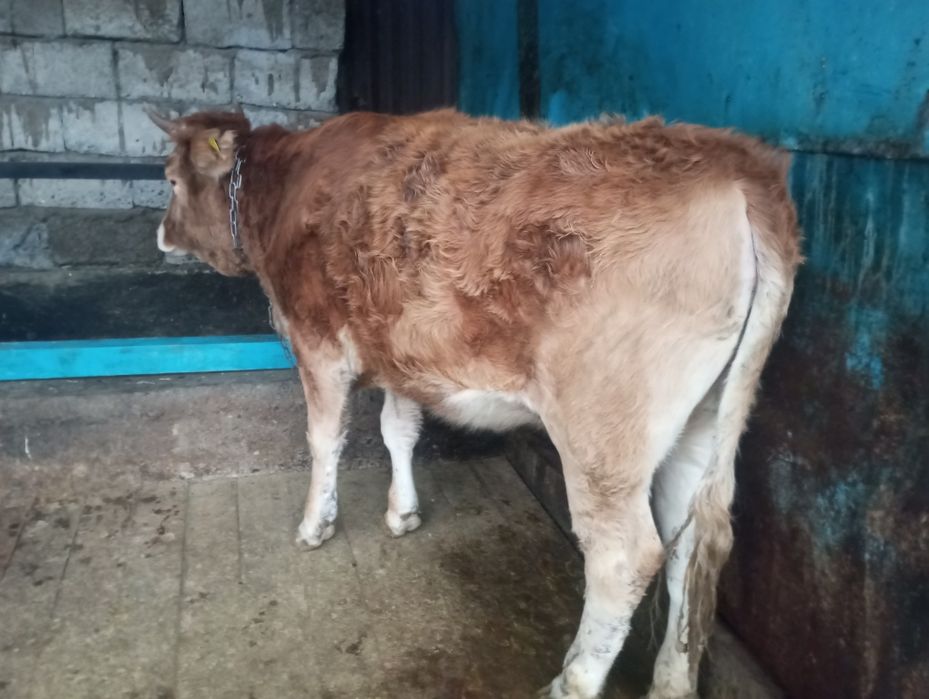 Продам жирную телку