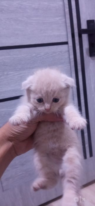 Мушукчалар сотилади