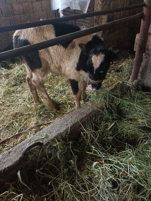 Бычок срочно !!!