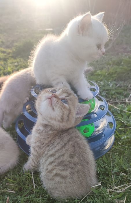 Шатланские котята