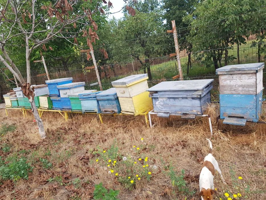 Lichidare stupi albine