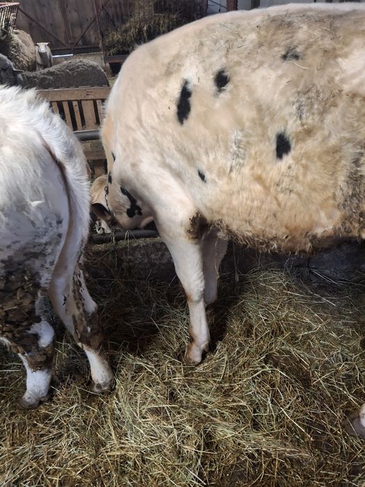 Vănd tăuraș de 8 luni