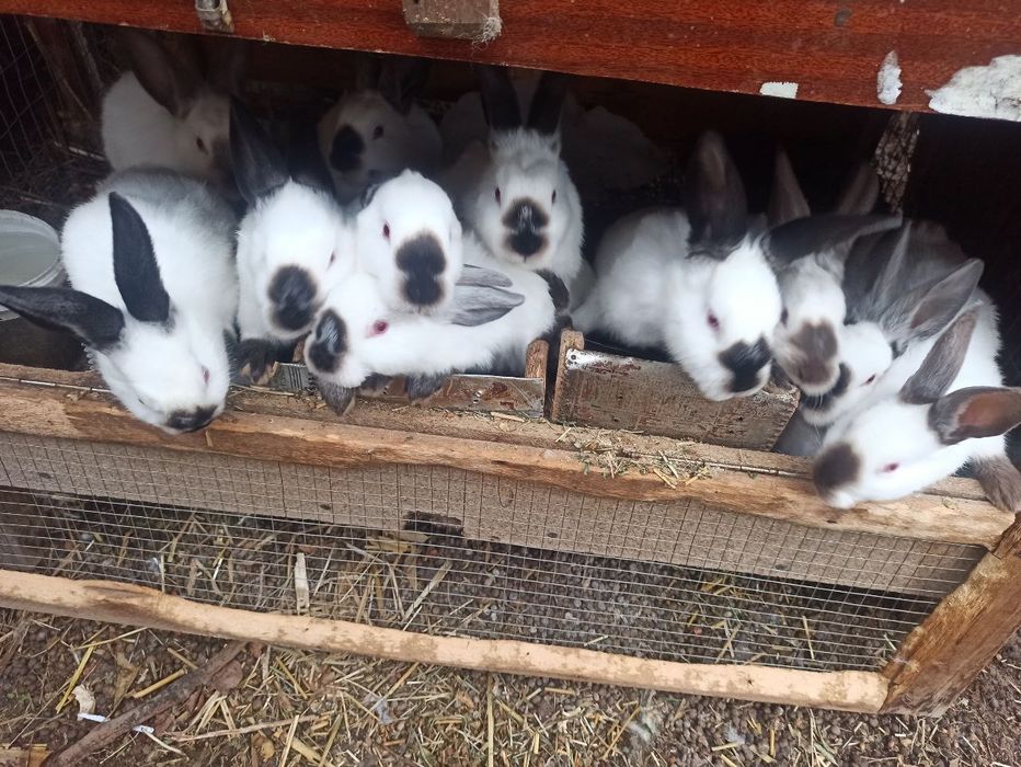 Крольчата калифорния. Крилик. Куён болар калифорния.