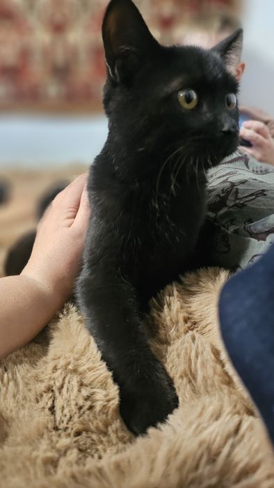 Отдам в добрые руки, можем привезти сами.