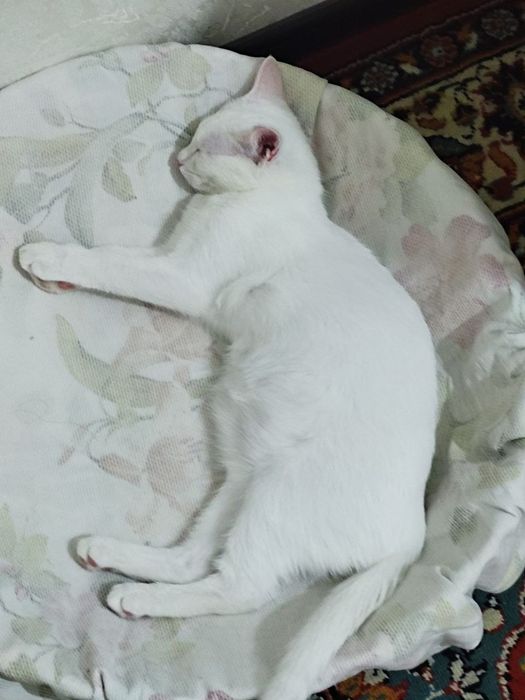 Mushuk sotiladi parodali