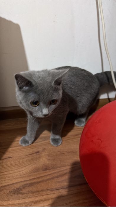 Отдам котенка британский