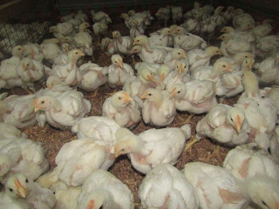 Цыплята бройлеры