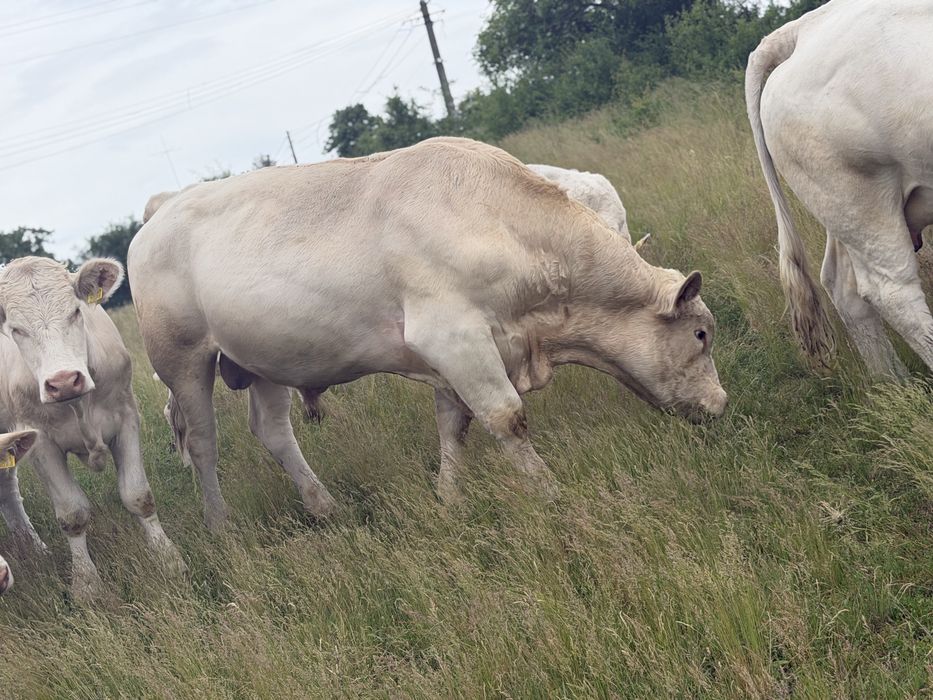 Taur Monta Autorizat Charolais Homozigot fara Coarne