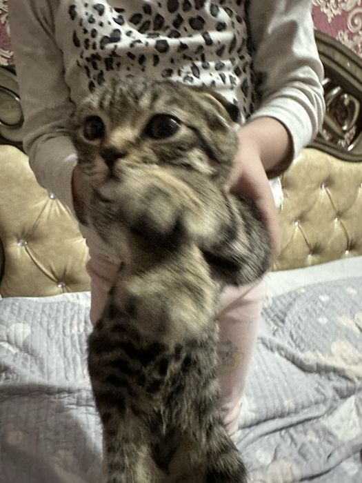 Mushukcha sotiladi skotish fold