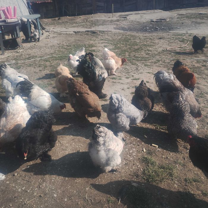 Oua de la găini brahma.