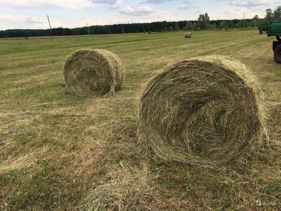 Сено в больших рулонах