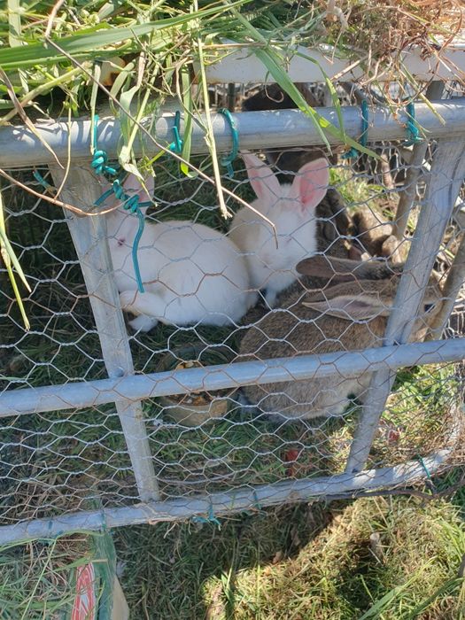 Vand iepurași și iepuri