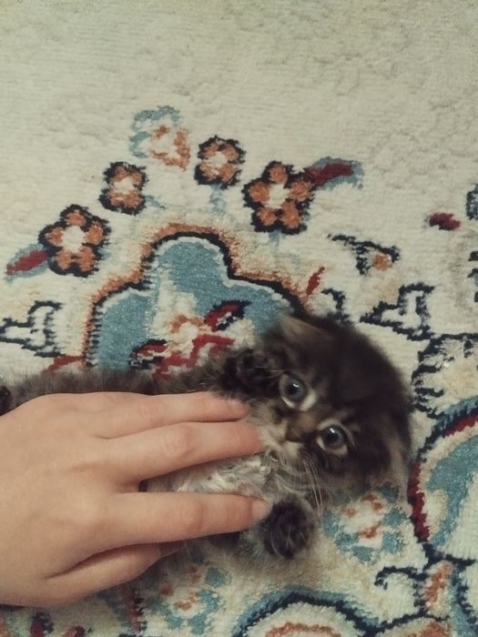 Веслоухий котик полтора месяца