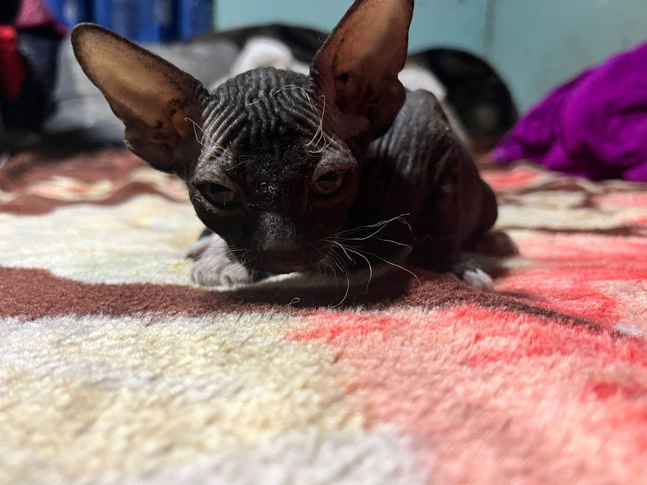 Продам   котят  цфинкс