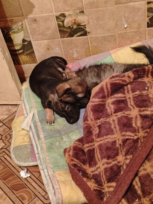 Отдам в Добрые Руки