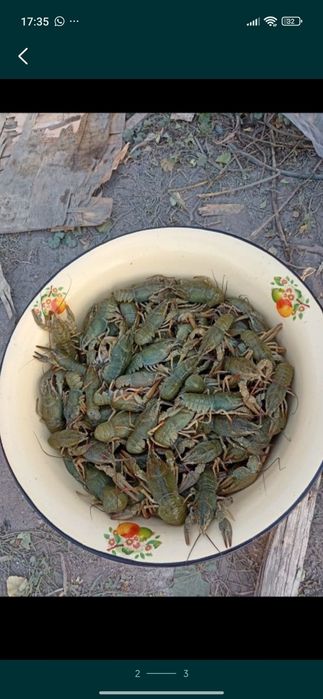 Раки живые в продаже