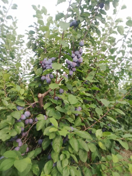 Vând prune centenar 5tone