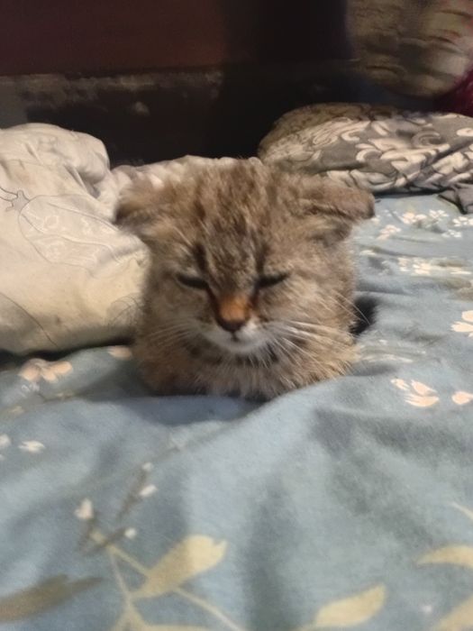Шотландский вислоухий котик