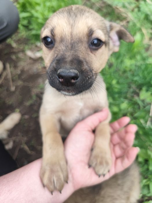 Щенок девочка собака сука ищет себе семью