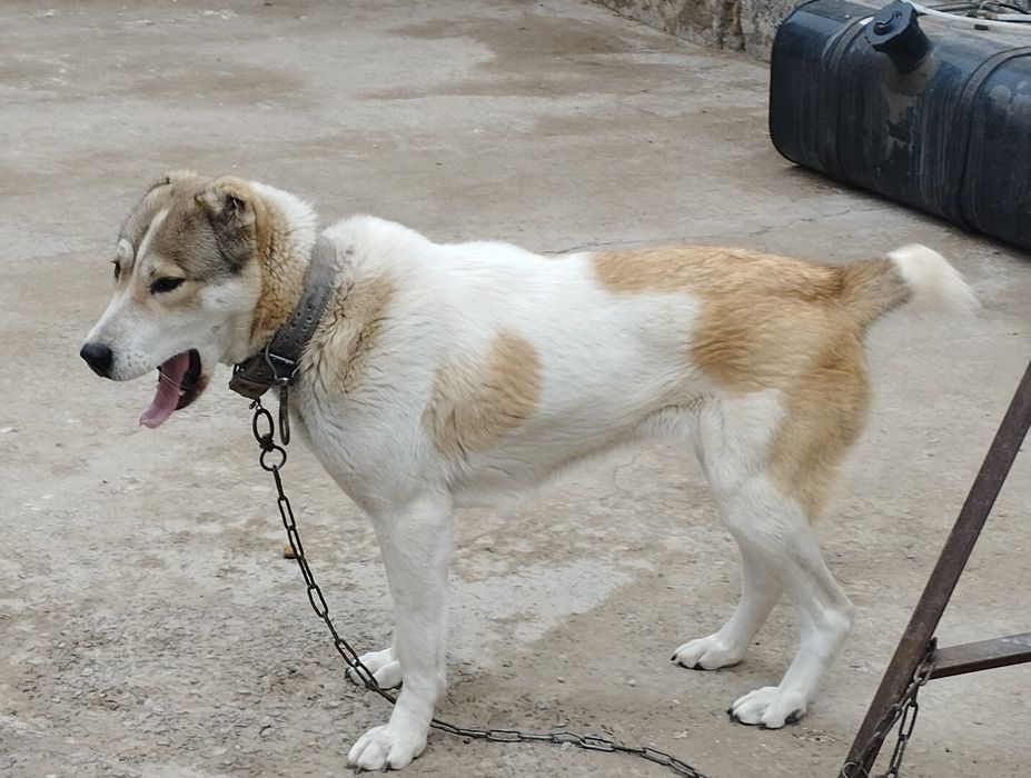 Алабай ИТ сатаман 1жаста