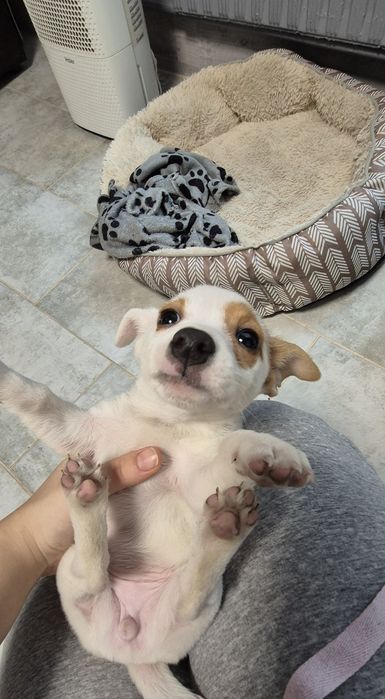 Чистокръвен Джак Ръсел