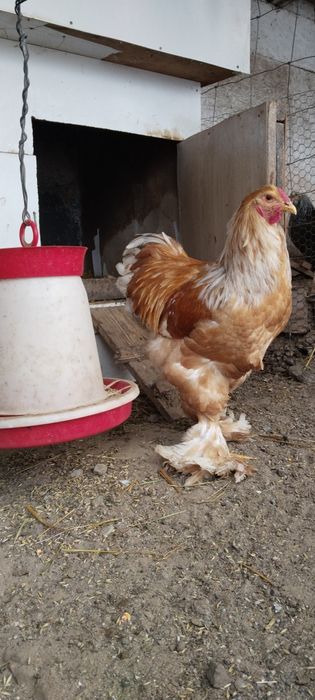 Cocosii Brahma sí Australorp