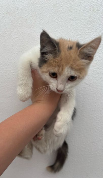 Кошка в добрые руки